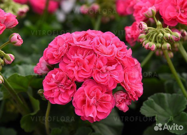 Пеларгония герань