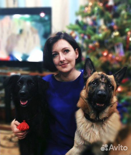 Зоогостиница/Дрессировка/Передержка