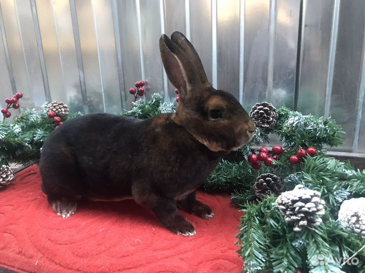 Кролики рекс кастор, шиншилловый