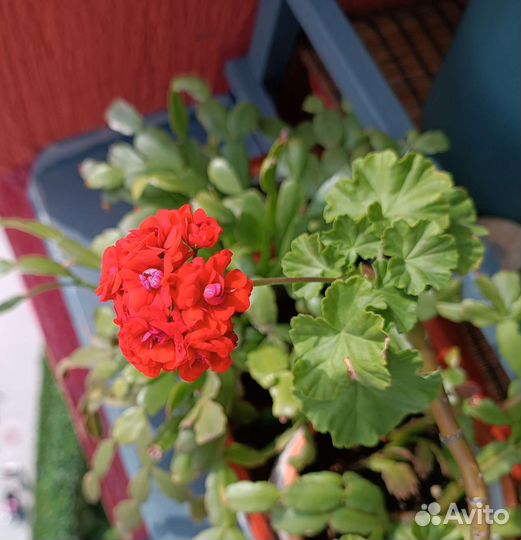 Пеларгония герань