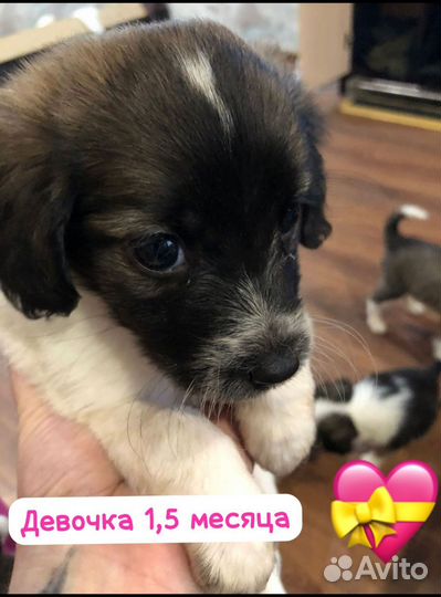 Щенок мальчик 4 месяца