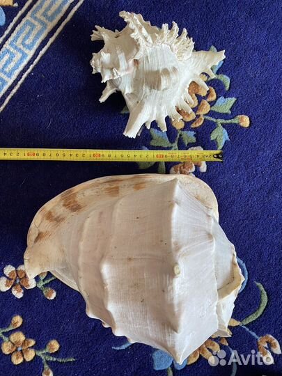 Большая морская раковина