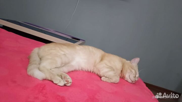 Отдам бесплатно кота