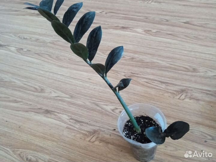 Очень Чёрный Ворон