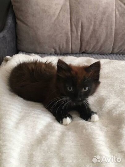 Котята в добрые руки мальчик черный