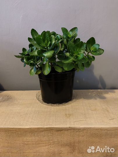 Комнатные цветы каланхоэ