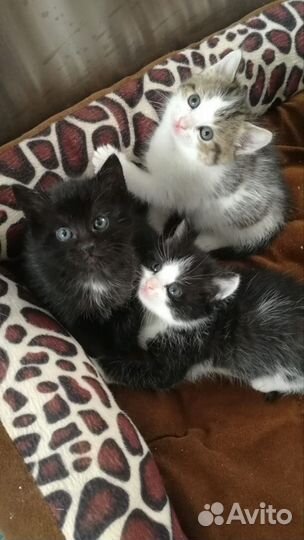 Котята в добрые руки