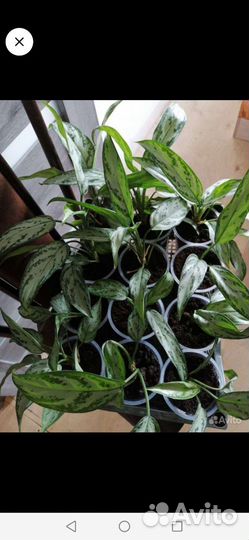 Аглаонема Сильвер Кинг