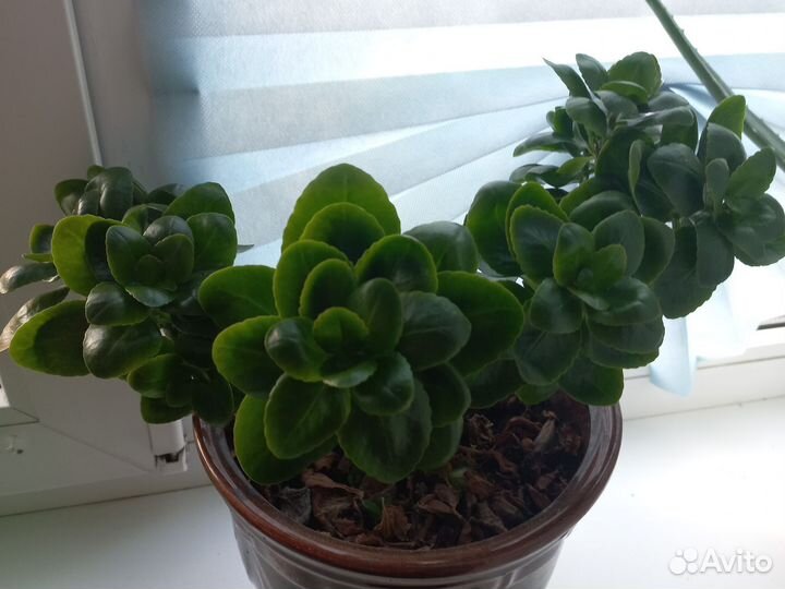 Каланхое цветущее