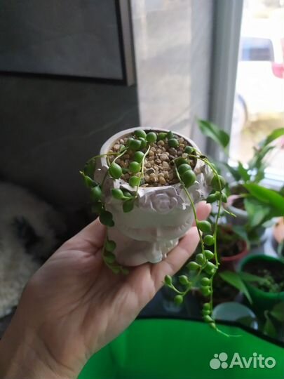 Крестовник роули