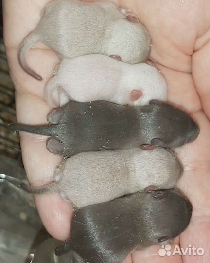 Монгольская песчанка