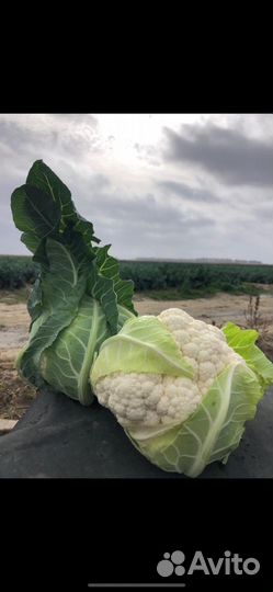 Брокколи и цветная капуста