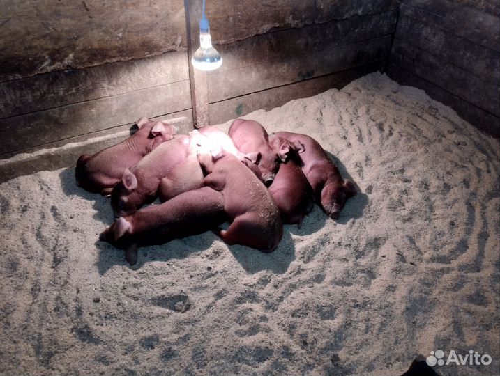 Чистокровный дюрок