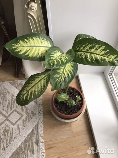 Диффенбахия