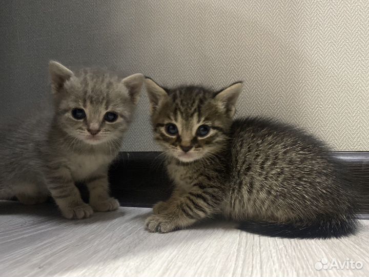 Милые котята