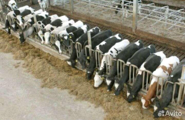 Бычки и телята