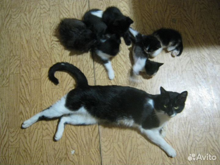 Котята мышеловы