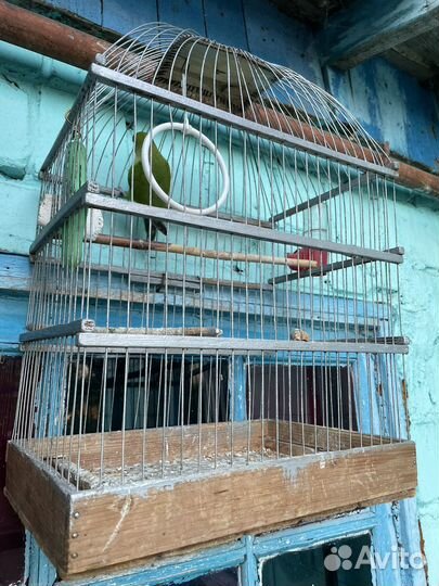 Попугай неразлучник