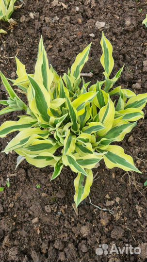 Хоста желтая, патриот, хенки пенки