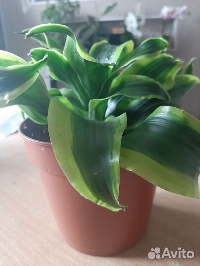 Драцена Торнадо