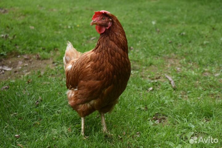Куры несушки