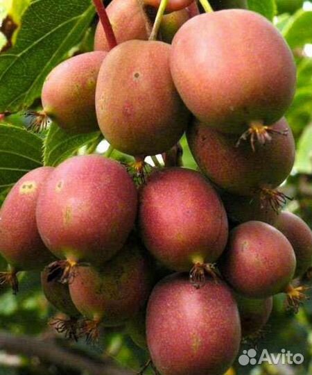 Саженцы актинидии(киви)