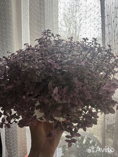 Кализия Pink Panther