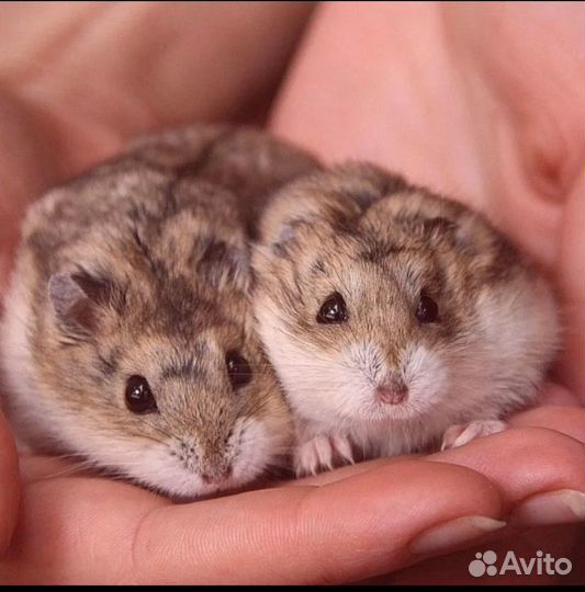 Хомяки джунгарики