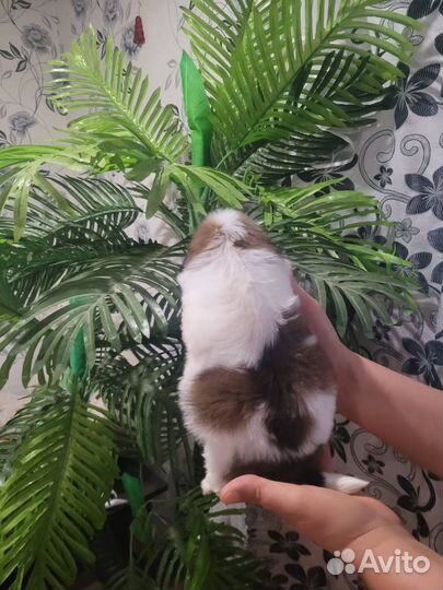 Ши тцу (мини)