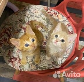 Котята в добрые руки бесплатно