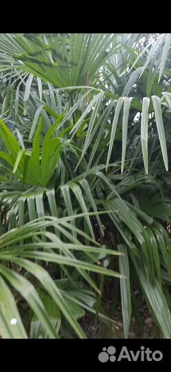 Вашенктония