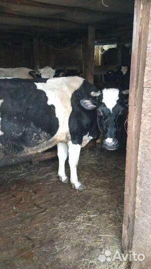 Дойная корова и телята