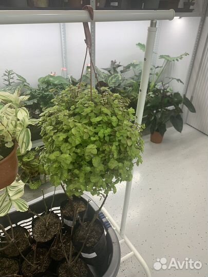 Ампельные растения