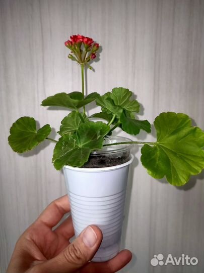 Герань розебудная красная