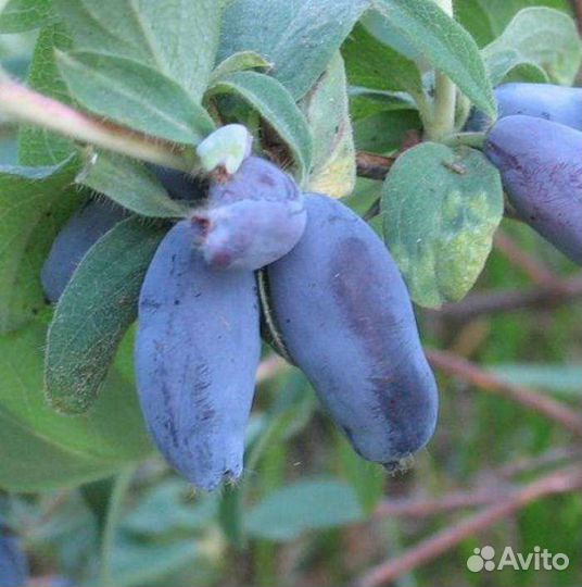 Жимолость Избранница, Томичка, Бакч. великан и тд