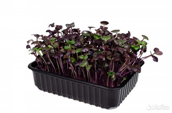 Микрозелень редиса Санго