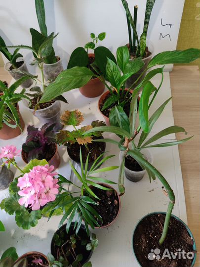 Комнатные растения, цветы