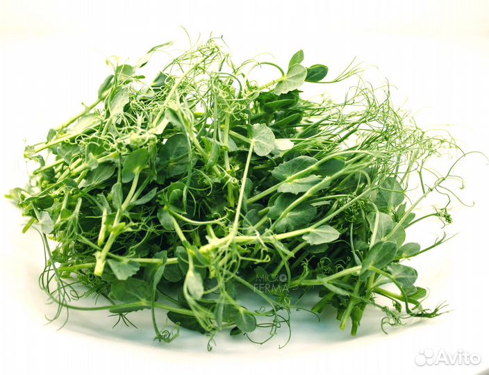 Микрозелень горошка и подсолнечника