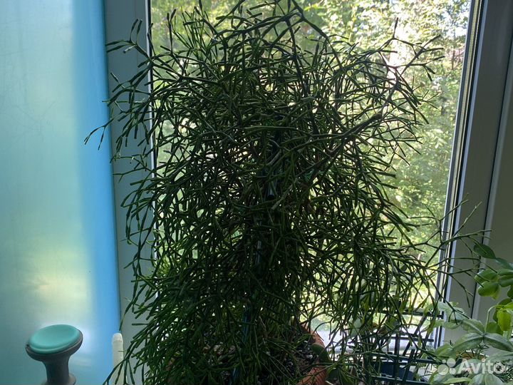 Хлорофитум полосатый,традесканция,декабрист