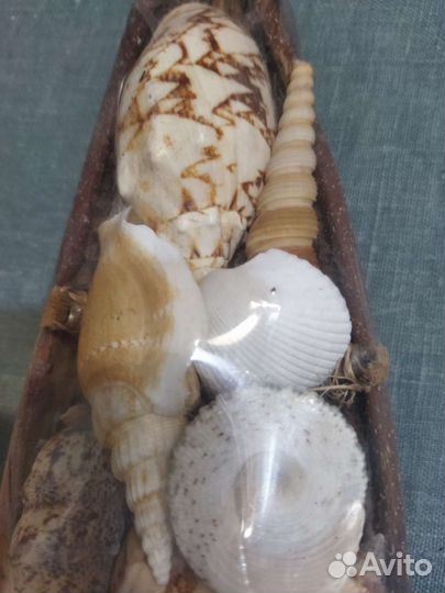 Подарочный набор ракушек