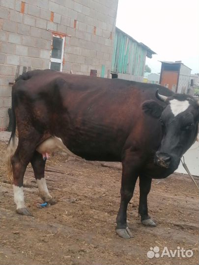 Корова, 4й отел, продаётся