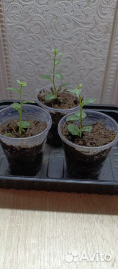 Кампанула жених и невеста