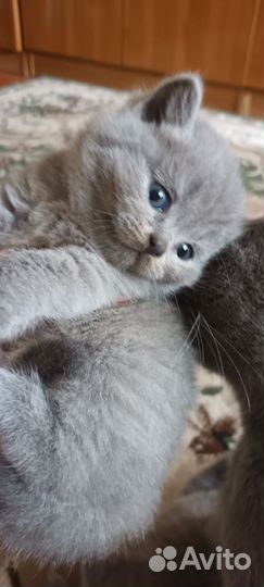 Британская