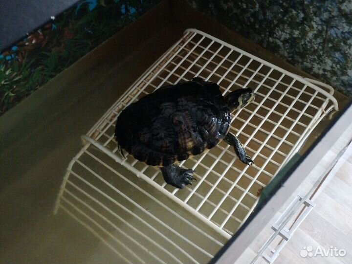 Черепаха с аквариумом