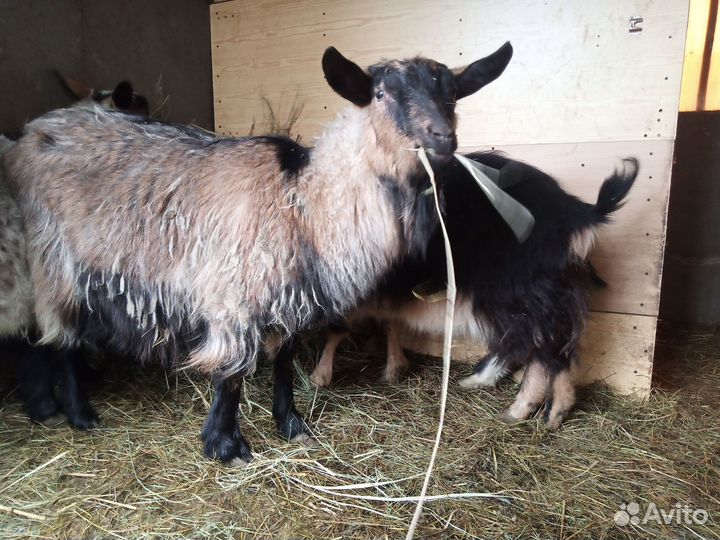 Продаются козы