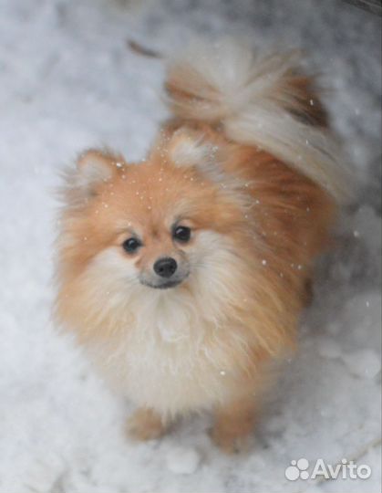 Взрослая девочка шпиц