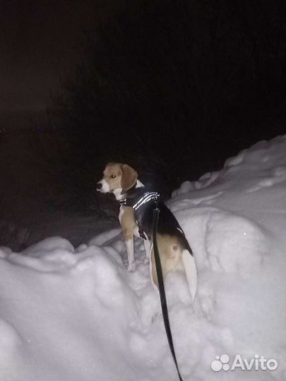 Эстонская гончая для вязки, кобель