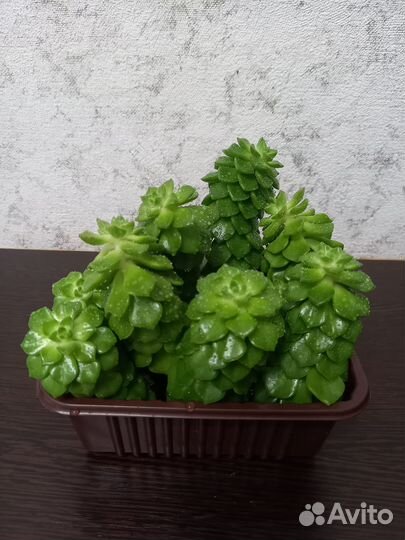 Суккуленты