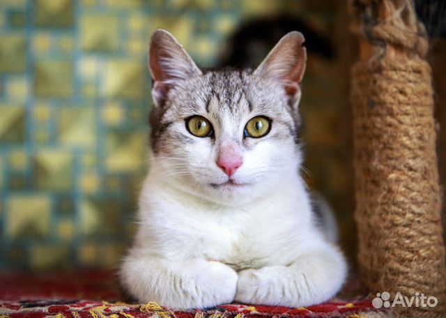 Необыкновенно ласковый котик нуждается в семье объявление продам