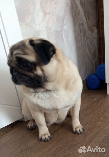 Мопс девочка 3 года